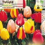 Tulipe Darwin en mélange